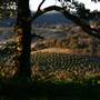 Hopeful Ranch Olive Farm File 1