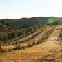 Hopeful Ranch Olive Farm File 1