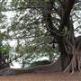 Maiden Theatre - Royal Botanic Garden Sydney
