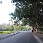 The Domain - Royal Botanic Garden Sydney
