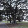 Mrs. Macquarie's Point - Royal Botanic Garden Sydney