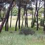 Centennial Park - Ash Paddock