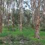 Centennial Park - Ash Paddock