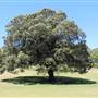 Centennial Park - Federation Valley