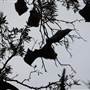 Centennial Park - Lachlan Swamp