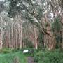 Centennial Park - Lachlan Swamp