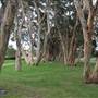 Centennial Park - Lachlan Swamp