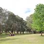 Centennial Park - Paperbark Grove