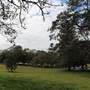 Centennial Park - Paperbark Grove