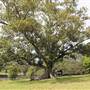 Centennial Park - Paperbark Grove