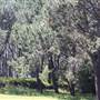 Centennial Park - Parade Grounds