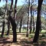 Centennial Park - Pine Grove