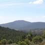 Jenolan State Forest - Logged Area