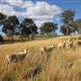 Rainevale Park/Mymms Farm