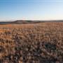 Monaro Plains