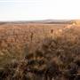 Monaro Plains
