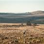Monaro Plains
