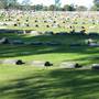 Botany Cemetery