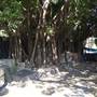 Lion Gate Lodge - Royal Botanic Garden Sydney