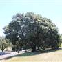 Centennial Park - Loch Ave South
