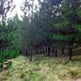 Snowpine Lodge
