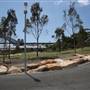 Barangaroo Reserve