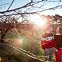 Logan Brae Orchard