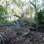 Minnamurra Rainforest Walk - Budderoo National Park