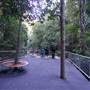 Minnamurra Rainforest Walk - Budderoo National Park