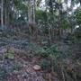 Minnamurra Rainforest Walk - Budderoo National Park