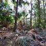 Munmorah State Conservation Area - Palms Picnic Area