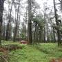 Jenolan State Forest