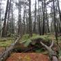 Jenolan State Forest