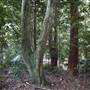 Red Cedar Flat picnic area