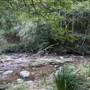 Red Cedar Flat picnic area