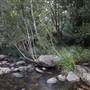 Red Cedar Flat picnic area