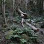 Mount Keira Scout Camp File 1