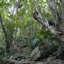 Mount Keira Scout Camp File 1