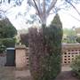 Rookwood Cemetery