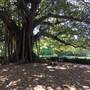 The Calyx - Royal Botanic Garden Sydney