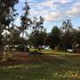 Dunningham Park Coogee
