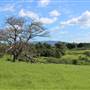 Rosebank Farm