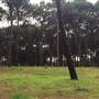 Centennial Park - Pine Grove
