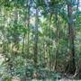 Ardeena - Jungle / Rainforest Private Property