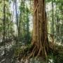 Ardeena - Jungle / Rainforest Private Property