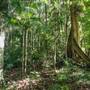 Ardeena - Jungle / Rainforest Private Property