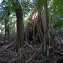Ardeena - Jungle / Rainforest Private Property