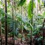 Ardeena - Jungle / Rainforest Private Property