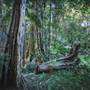 Ardeena - Jungle / Rainforest Private Property