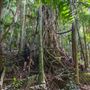 Ardeena - Jungle / Rainforest Private Property